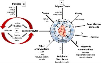 The Art of Intercellular Wireless Communications: Exosomes in Heart Disease and Therapy